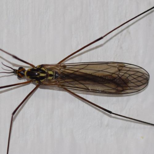 Réf. 334 826 : Nephrotoma appendiculata